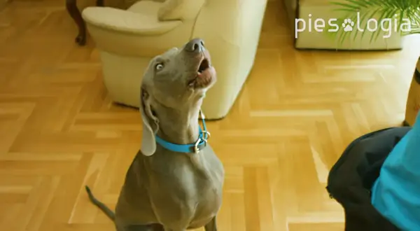 Szary pies w niebieskiej obroży szczeka, patrząc w górę.