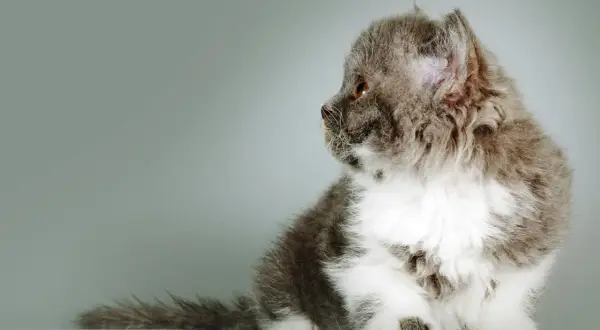 Szare i białe kocię rasy Selkirk Rex z kręconą sierścią siedzi na jasnym tle.