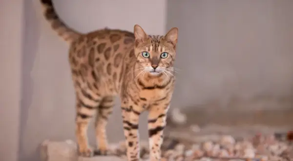 Piękny kot bengalski z zielonymi oczami, jego cętki przypominają lamparta. Zastanawiasz się nad kot bengalski cena?