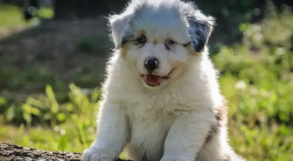 Uroczy szczeniak rasy australian shepherd siedzi na pniu drzewa, patrząc w obiektyw.