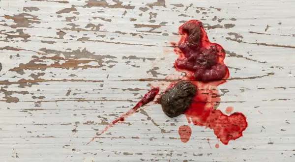 Kupa psa z krwią i fragmentami tkanki na białej, popękanej powierzchni.