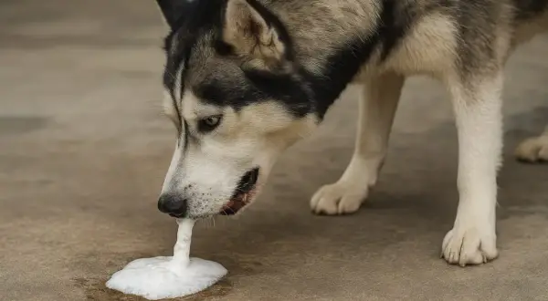 Siberian husky pies wymiotuje pianą na beton.