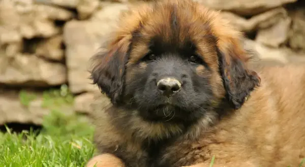 Szczeniak leonberger leżący na trawie, z kamiennym murem w tle.