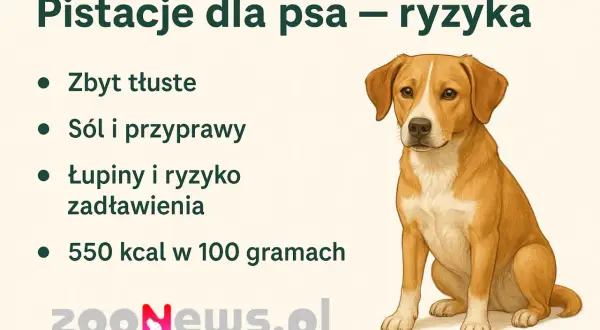 Ilustracja psa siedzącego obok listy ryzyk związanych z pistacjami dla psów.