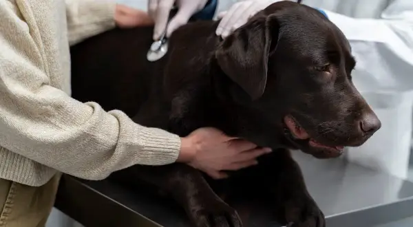 Weterynarz bada brązowego labradora. Właściciel uspokaja psa, gdy weterynarz sprawdza jego stan. Nie ma tu informacji, jak wywołać wymioty u psa.