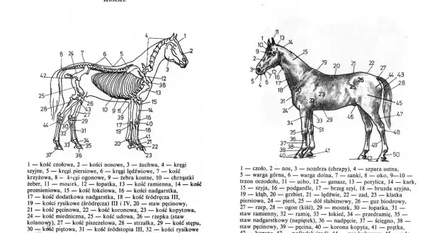 Ilustracja pokazuje szkielet konia z numerowanymi częściami. Ile kolan ma koń? Dwa, jak widać na schemacie.
