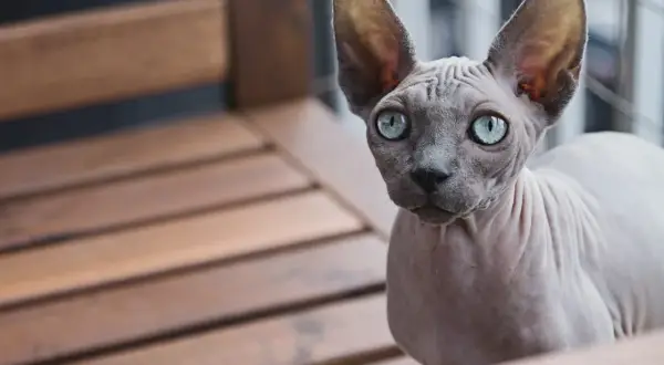 Kot sfinks z niebieskimi oczami na drewnianej ławce. Zastanawiasz się nad kot sfinks cena?