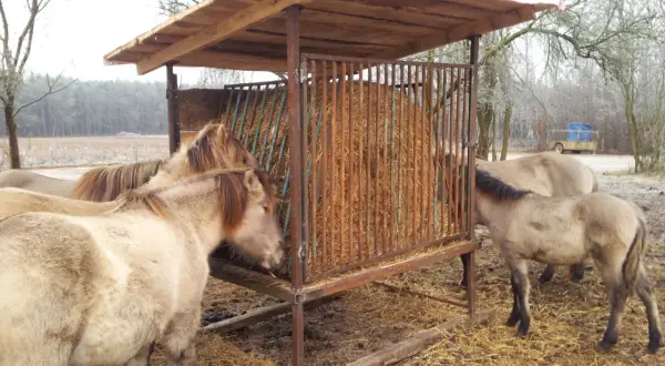 Jak zrobić paśnik dla koni? DIY: zdrowie i oszczędności!