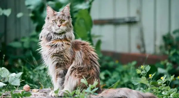 Długowłosy kot rasy Maine Coon siedzi na pniu w otoczeniu zieleni.