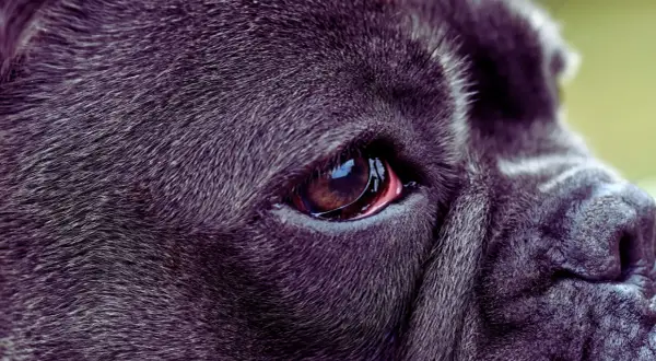 Zbliżenie na oko psa rasy Cane Corso. Widoczna jest błona migawkowa, czyli trzecia powieka, która chroni gałkę oczną.