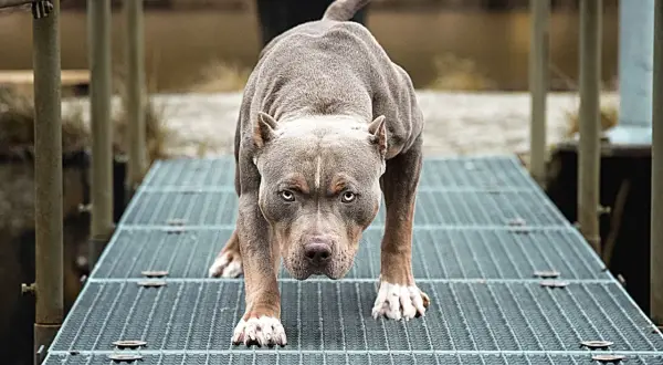 Potężny pies rasy pitbull, często zaliczany do niebezpiecznych ras psów, w pozycji gotowości na metalowej kładce.