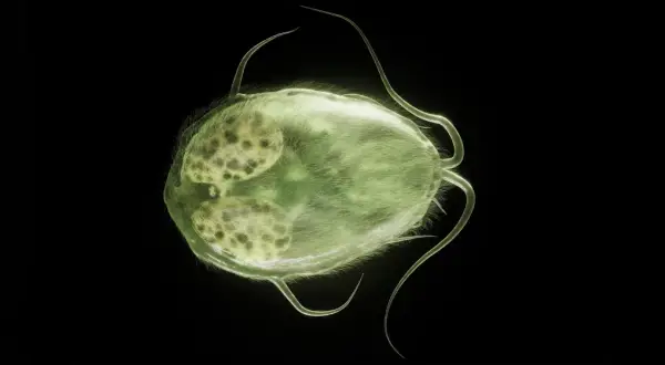 Zielona, owłosiona Giardia u psa, z widocznymi jądrami, porusza się za pomocą wici.