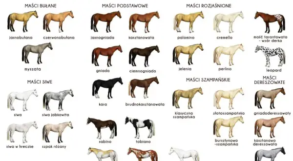 Ilustracja prezentuje różnorodne maści koni, od jasnobułanych po kare i dereszowate, ukazując bogactwo umaszczeń tych zwierząt.