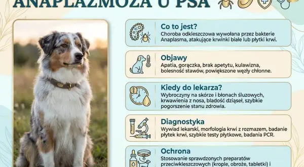 Pies z anaplazmozą, chorobą odkleszczową. Objawy: apatia, gorączka, kulawizna. Wymaga szybkiej diagnostyki i leczenia.