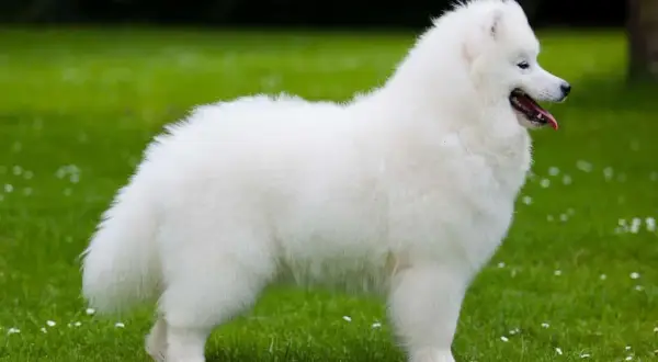 Samoyed: sierść czy włosy? Prawda o linieniu, alergiach i pielęgnacji