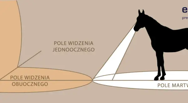 Wzrok konia: Jakie kolory widzi i dlaczego to ważne dla Ciebie?