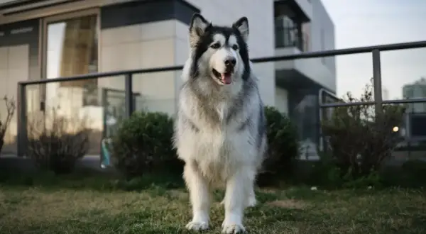 Piękny Alaskan Malamute, jeden z ras psów dużych, stoi na trawniku przed nowoczesnym budynkiem.