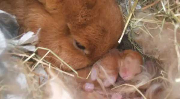 Matka królik czuwa nad nowo narodzonymi, ślepymi maluchami. Ciąża u królika trwa ok. 30 dni.