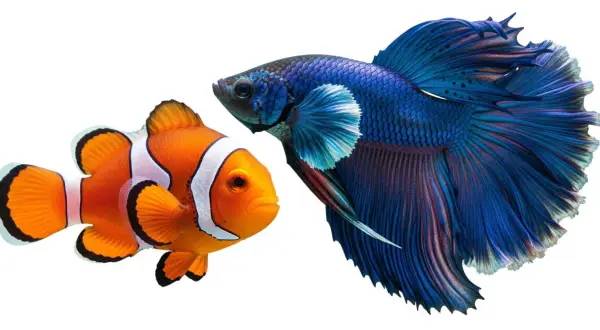 Pomarańczowa ryba nemo i błękitny bojownik z bujną płetwą, jakby tańczyły razem.