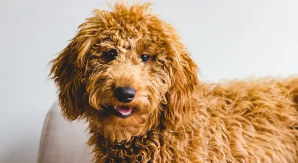 Uroczy, kudłaty piesek rasy Goldendoodle, z puszystą, rudą sierścią, wygląda jak żywy doodle pies.