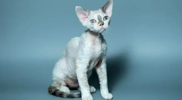 Siedzący biały kot rasy Devon Rex z niebieskimi oczami i charakterystyczną, falistą sierścią na szarym tle.