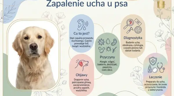 Golden retriever z zapaleniem ucha. Infografika opisuje objawy, przyczyny, diagnostykę i leczenie zapalenia ucha u psa.