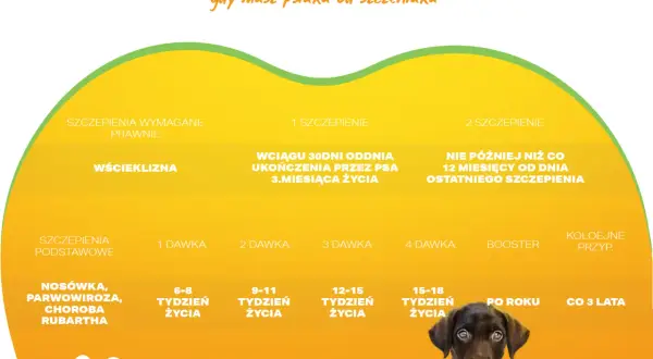 Kalendarz szczepień szczeniaka: podstawowe, wścieklizna, nosówka, parwowiroza. Terminy dawek i przypomnień.
