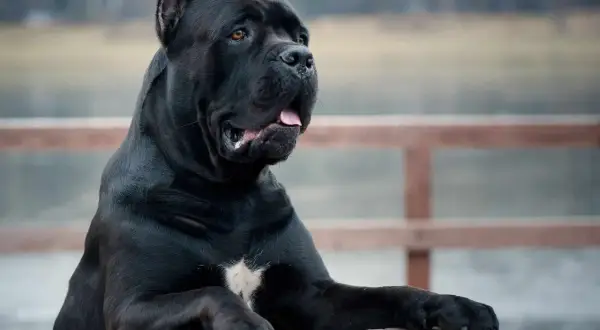 Potężny, czarny pies rasy cane corso, największy przedstawiciel tej rasy, opiera się o drewniane pnie.