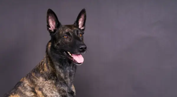 Portret psa rasy malinois z pręgowanym umaszczeniem, z otwartym pyskiem i wystawionym językiem.