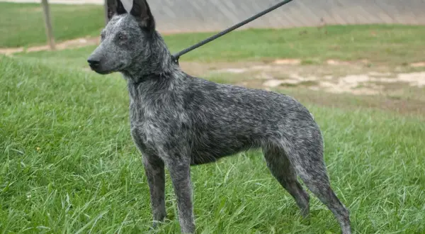 Australian Cattle Dog na smyczy stoi na trawie.