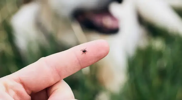 Mały kleszcz ze skrzydłami siedzi na palcu, podczas gdy w tle widać rozmytego psa.