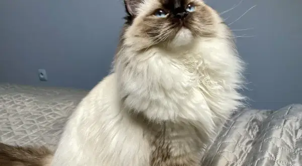 Ragdoll z niebieskimi oczami siedzi na łóżku, patrząc w górę.