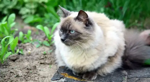 Puszysty kot balijski z niebieskimi oczami siedzi na ziemi wśród zieleni.