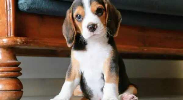 Beagle gubią sierść? Opanuj linienie i miej czysty dom!