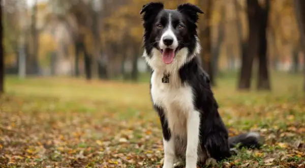 Piękny owczarek border collie siedzi w jesiennym parku, otoczony opadłymi liśćmi.