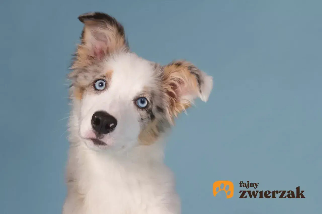 Uroczy szczeniak border collie z niebieskimi oczami i pięknym, marmurkowym umaszczeniem, przechyla głowę z zaciekawieniem.
