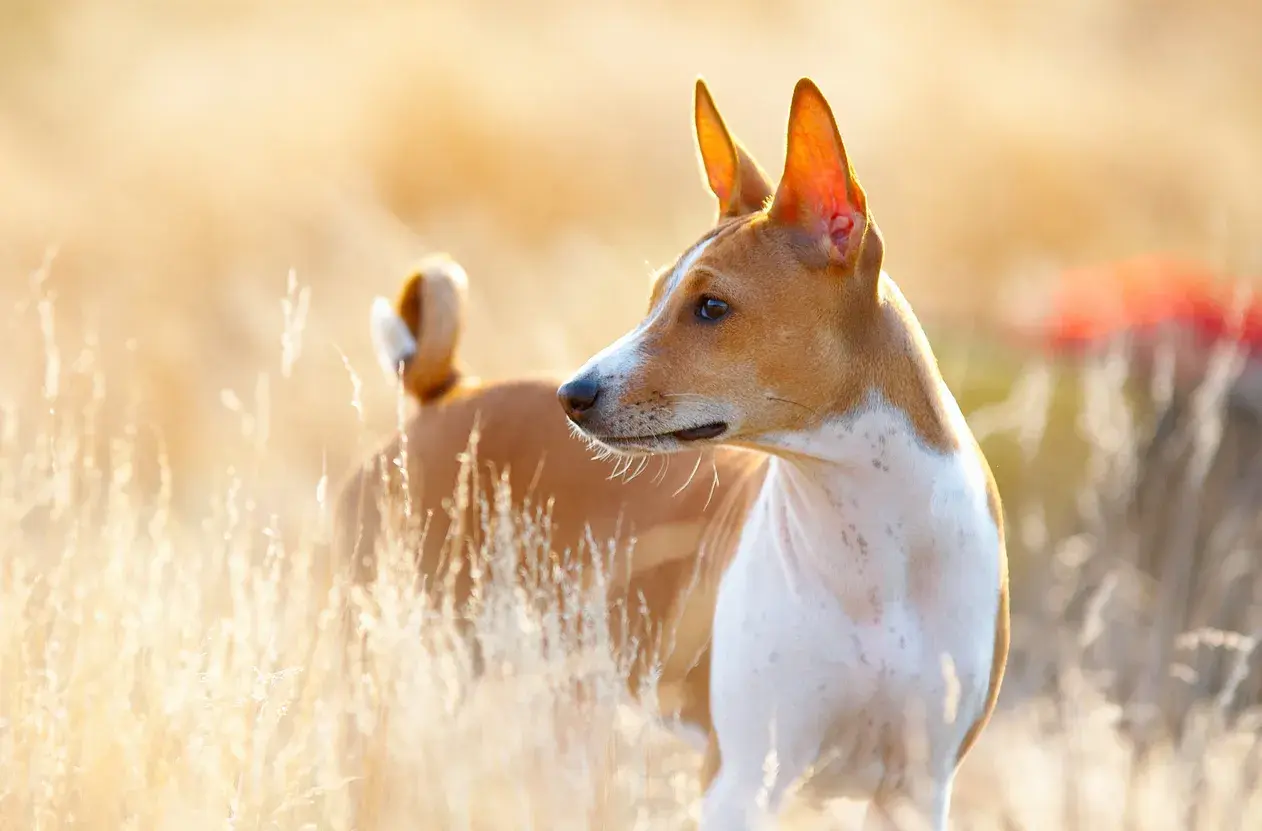 Basenji w złotym świetle, stojący w trawie.