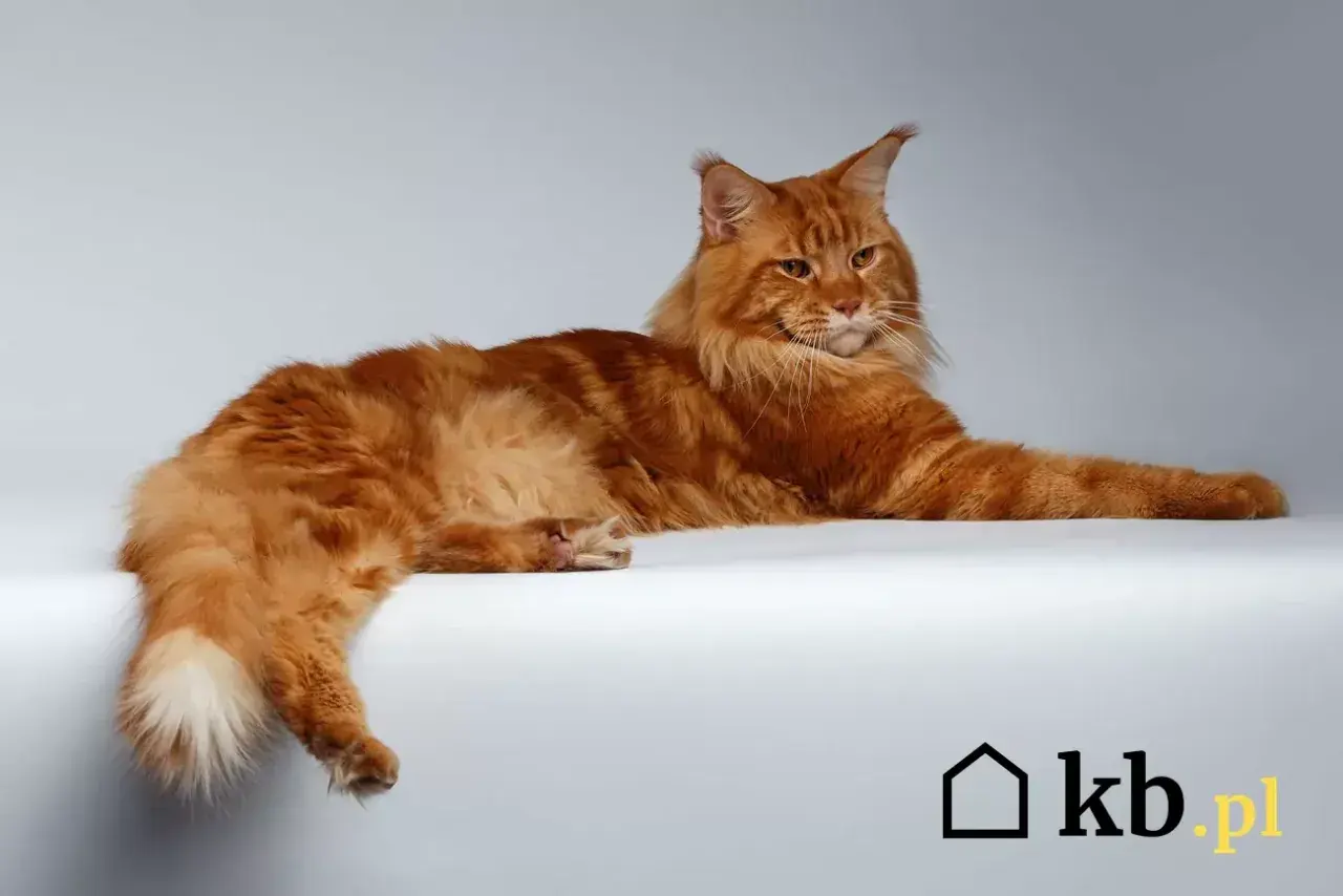 Rudy kot rasy Maine Coon leżący na białym tle.