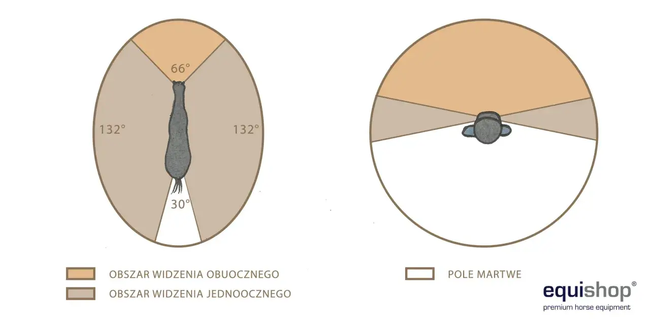 Ilustracja pokazuje, jak widzi koń: szerokie pole widzenia obuocznego (132° po bokach, 66° z przodu) i małe pole martwe z tyłu (30°).