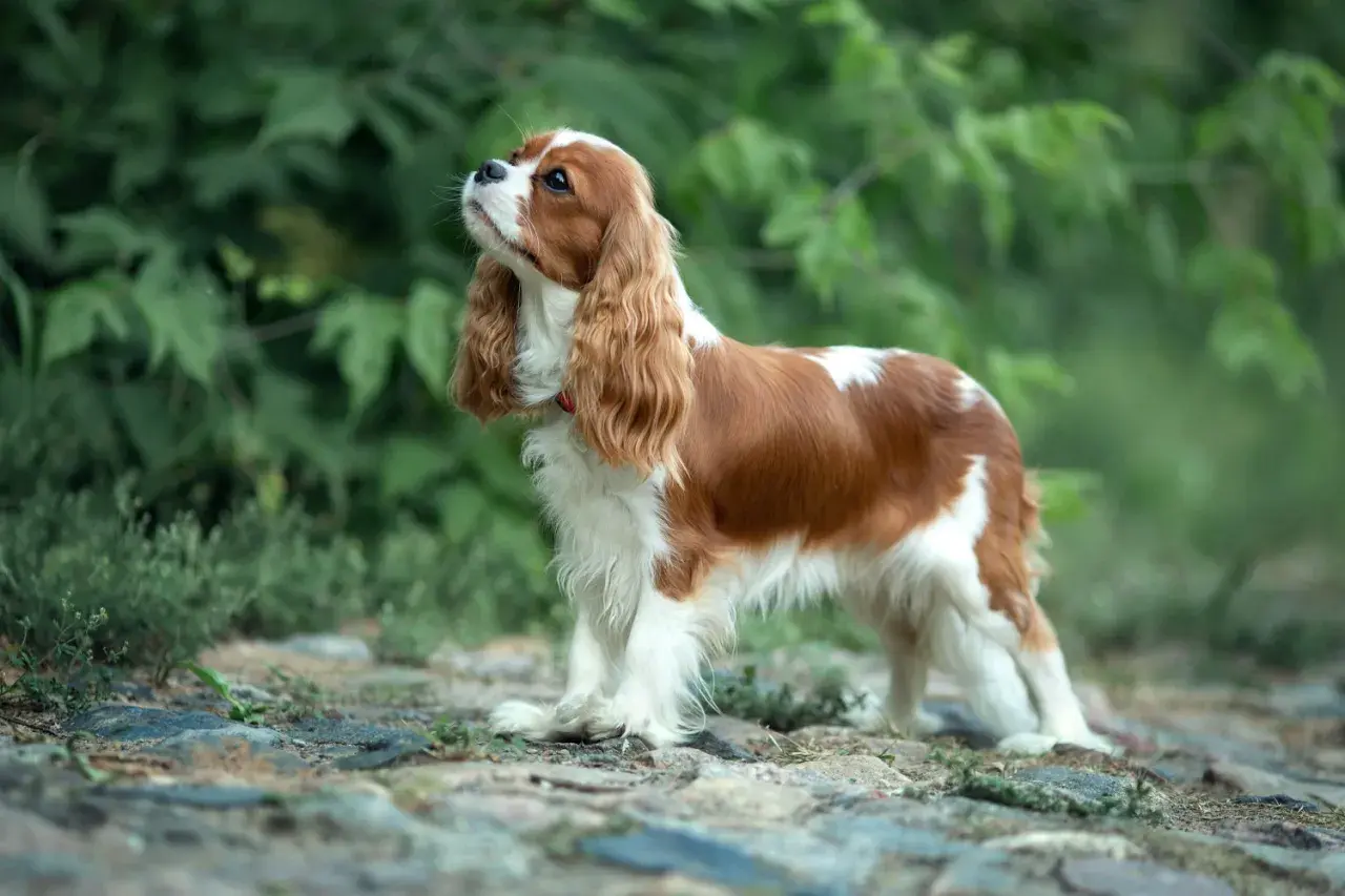 Cavalier King Charles Spaniel o brązowo-białym umaszczeniu stoi na kamienistej ścieżce wśród zieleni.