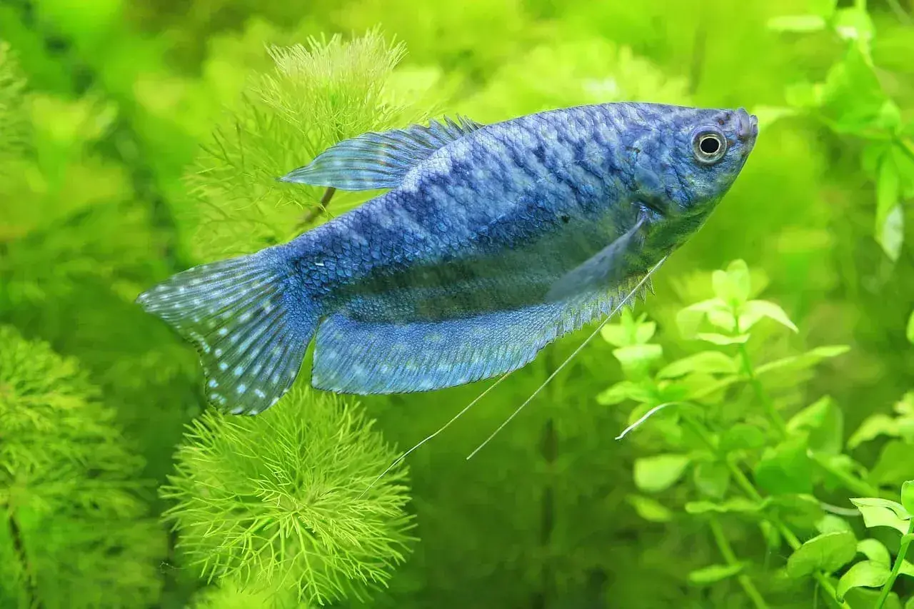 Niebieska rybka akwariowa, przypominająca danio, pływa wśród bujnej, zielonej roślinności.