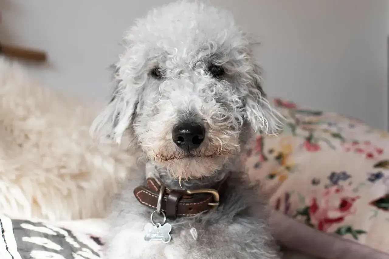 Uroczy pies rasy Bedlington Terrier z kręconą sierścią. Właściciele często zastanawiają się, ile żyje pies z padaczką, ale ten psiak wygląda na zdrowego i szczęśliwego.