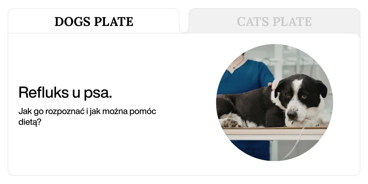 Pies z objawami refluksu u weterynarza. Jak rozpoznać refluks u psa i jak pomóc dietą?