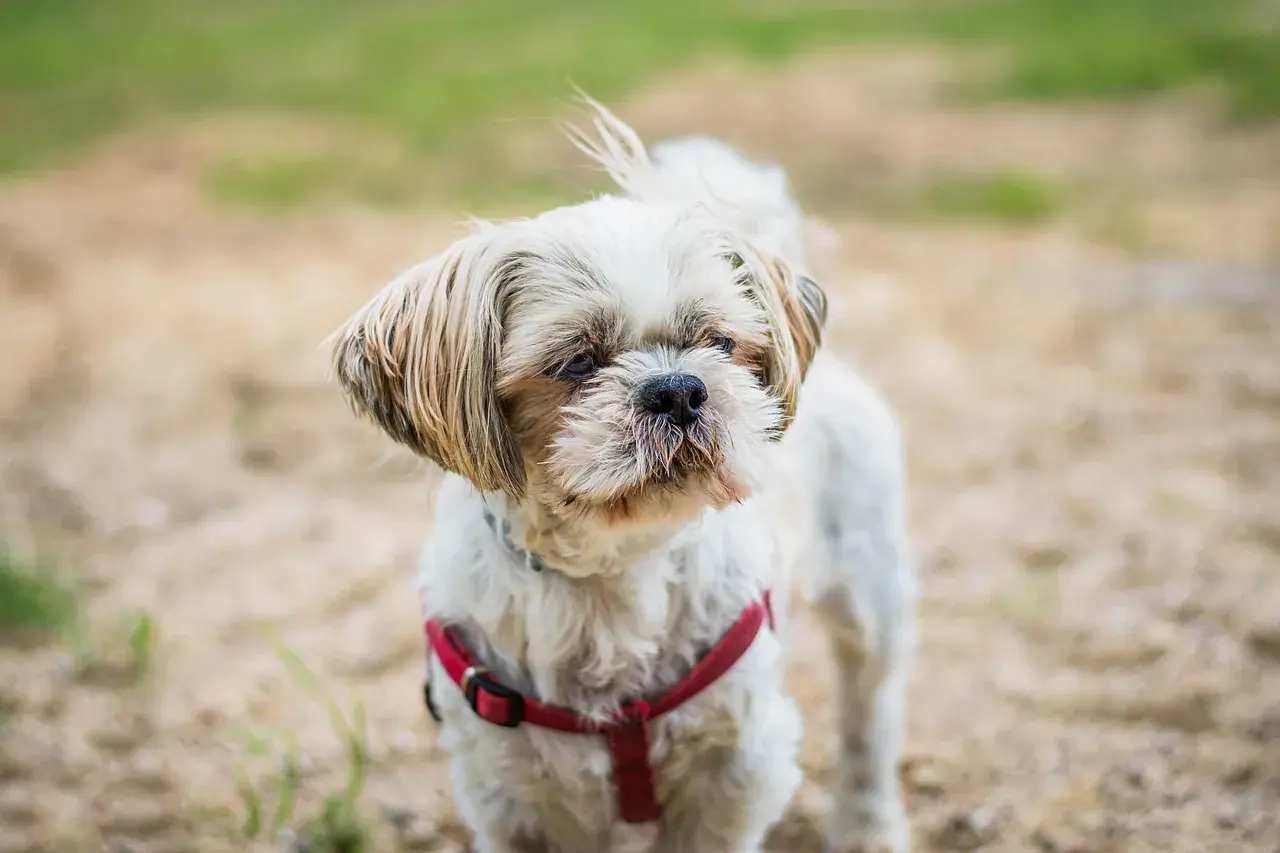 Mały, biały pies rasy Shih Tzu w czerwonej obroży stoi na piaszczystym podłożu.