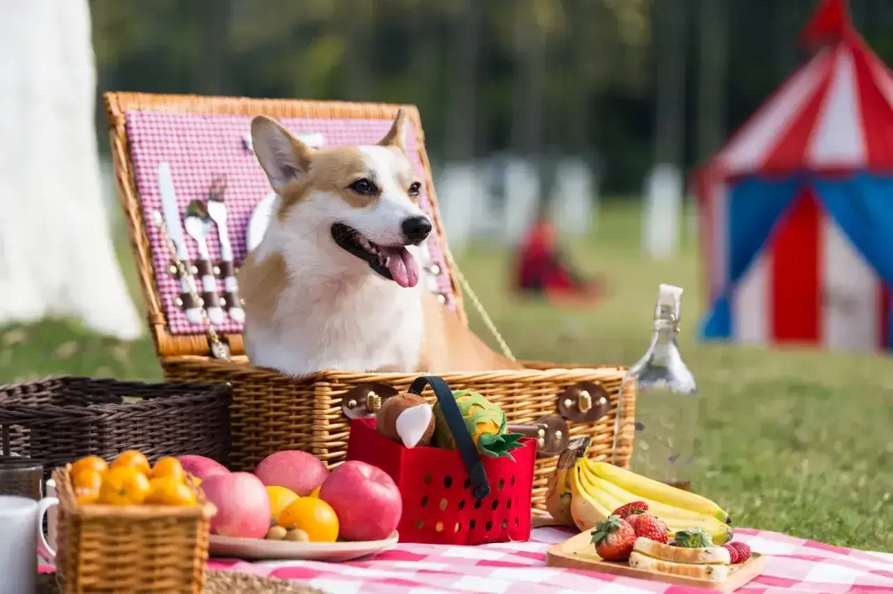 Radosny corgi w koszyku piknikowym, gotowy na dzień psa. W tle namiot cyrkowy i owoce.