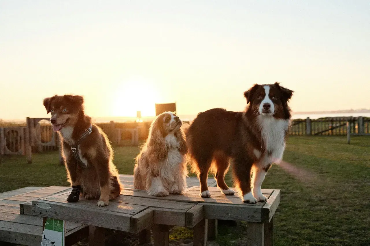 Trzy psy, w tym dwa owczarki australijskie i spaniel, siedzą na drewnianej ławce o zachodzie słońca.