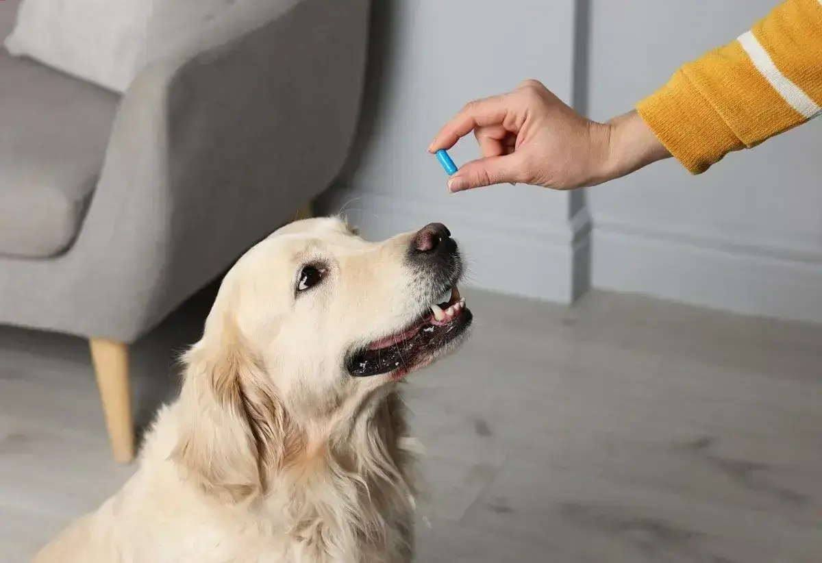 Zastanawiasz się, jaki lek przeciwbólowy dla psa będzie najlepszy? Oto złoty retriever czeka na tabletkę.