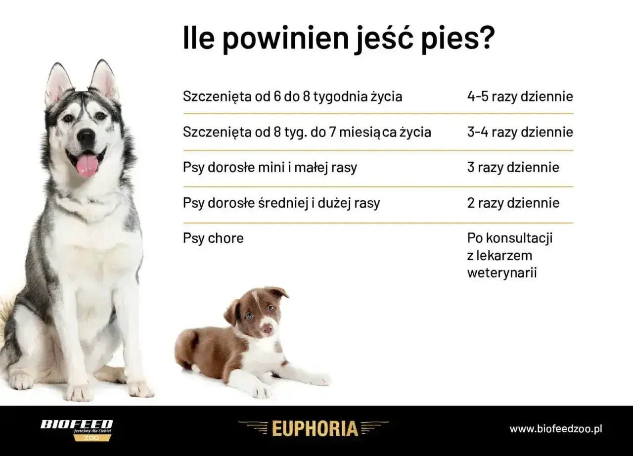 Ile razy dziennie karmić psa? Tabela podpowiada: szczenięta 4-5 razy, dorosłe psy 2-3 razy, chore po konsultacji z weterynarzem.