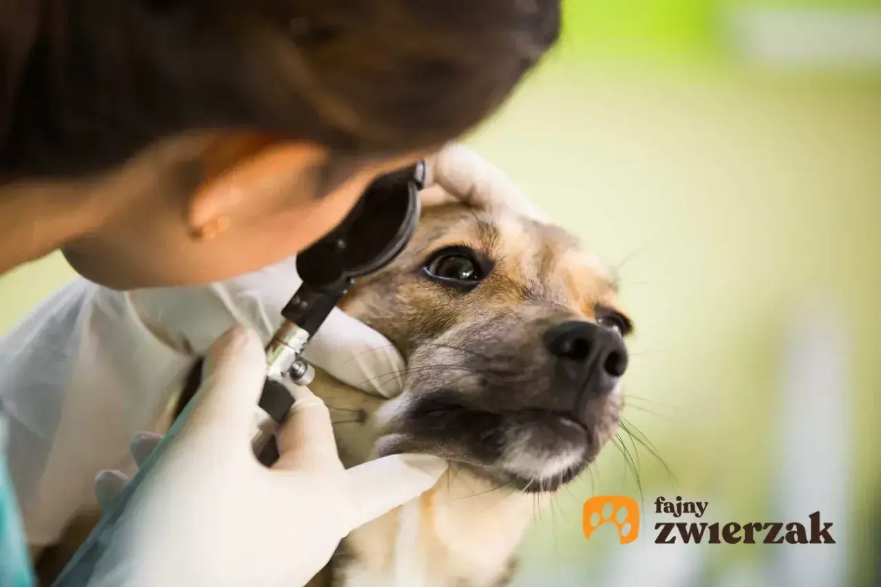 Weterynarz bada **jaskrę u psa**, delikatnie przykładając otoskop do oka. Piesek spokojnie znosi badanie.