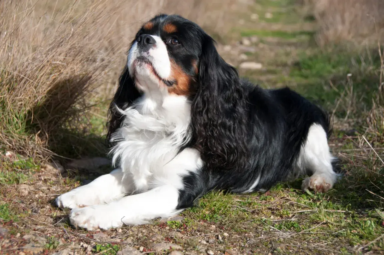 Cavalier King Charles Spaniel: Sierść czy włosy? Prawda dla alergika